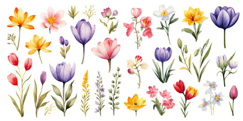 spring flowers with colorful watercolor vectors