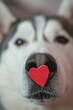 Red paper heart on cute siberian husky dog nose. Happy Valentine's Day, Birthday concept.