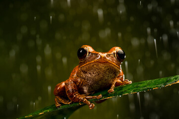 Wall Mural - Rough Frilled Frog (Rhacophorus appendiculatus)