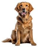 Fototapeta Zwierzęta - golden retriever dog