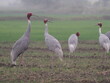 Sarus cranes in Chambal