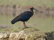 red naped ibis bird in india