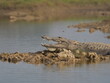 Marsh  Crocoldile in River Chambal