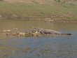 Marsh  Crocoldile in River Chambal