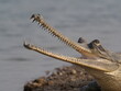 Endangered gharials in India