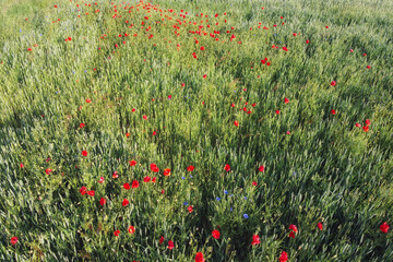 Wall Mural - Wild poppies on a wheat field, aerial view. Red wildflowers.