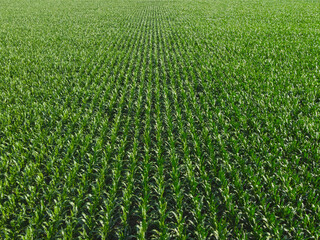 Wall Mural - Extensive corn fields, top view. Green farm fields, landscape.