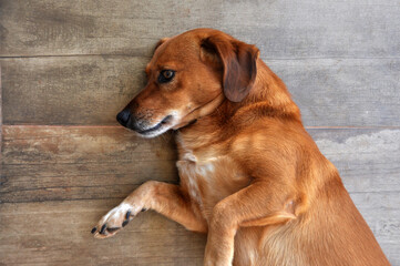 cachorro doméstico descansando