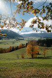 Fototapeta Las - Beautiful autumn scenery with golden foliage trees and snowy mountain tops in Saalfelden, Salzburger Land, Austria