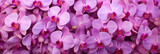 close-up of orchid flowers, beautiful flowers background, flower banner 