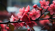 Dark pink blossoms bloom amidst spring’s embrace, creating a vibrant contrast against the soft-focus background.