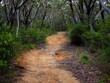 Hiking trail in Australian forest