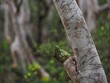Young eucalyptus tree close-up with blurred forest in background