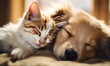 cat and dog snuggled together sleeping