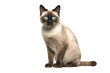 Image of a siamese or wichienmaat cat on clean background. Mammals. Pet. Animals.