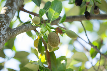 Wall Mural - Fruit of jackfruit on the tree in the garden, Thailand.