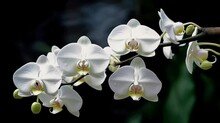 Natural White Orchid Flower Blooming Seamless Video Close-up