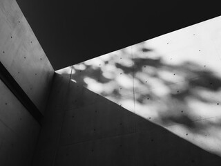 Poster - Cement concrete wall Tree Shade shadow contrast lighting Architecture details