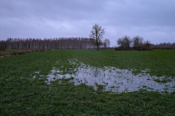puddle of water on green field after snow melting in early spring. Latvia countryside lanscape.