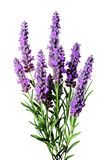Fototapeta  - Lavender flower stems with leaves isolated on white background