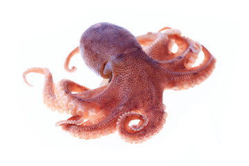 Wall Mural - Octopus on a white background