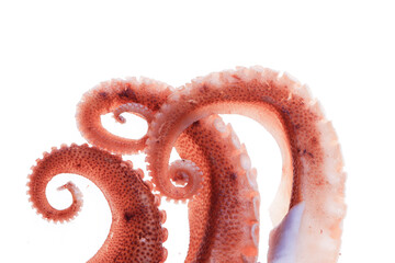 Poster - Octopus on a white background