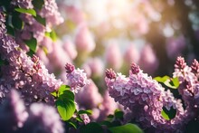 Lilac Flowers In Spring