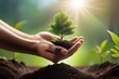  A plant in human hands. Save nature and Ecology Concept.
