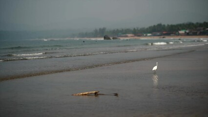 Canvas Print - Aerial view of the beach in Goa, India.