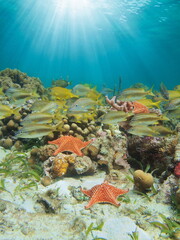 Wall Mural - Sunlight underwater on a reef with tropical fish and starfish, Caribbean sea, natural scene, Central America, Panama