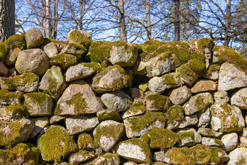 Canvas Print - Growing moss on an old stone wall in a forest at spring