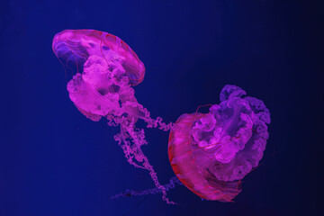 Wall Mural - Fuorescent jellyfish swimming underwater aquarium pool with pink neon light. The South American sea nettle chrysaora plocamia in blue water, ocean. Theriology, tourism, diving, undersea life.