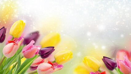 Wall Mural - spring multicolored tulips on blue bokeh background banner