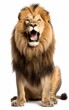 Lion sit roaring, looking at the camera on isolated white background.