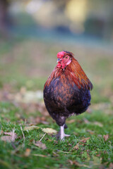 Wall Mural - Rooster stands on one leg in garden outside