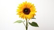 © tydeline - Sunflower isolated on white background