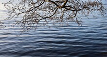 Tree Branches Over The Water