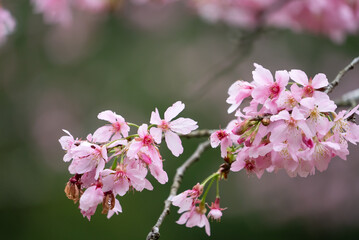 Poster - Beautiful Fuji Mame Sakura Cherry Blossom blooming in Taiwan.