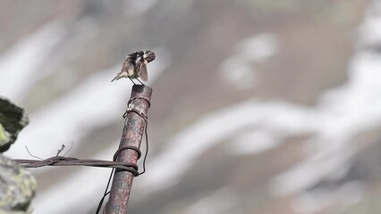 Sticker - The beautiful Whinchat male in the spring season (Saxicola rubetra)