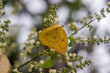Beautiful yellow butterfly perch in a longan tree flower