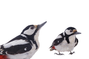 Canvas Print - portrait great spotted woodpecker (Dendrocopos major) isolated on white background