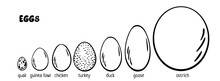 Eggs Set. Chicken, Quail, Duck, Turkey, Goose, Duck, Ostrich. Different Egg Sizes Collection. Bird Eggs. Vector Design Element For Book Illustration, Poster, Package Design. Spotted, Solid Eggs