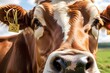 Zoom in on the soft and textured nose of a cow, showcasing the gentle nature of farm animals, background image, generative AI