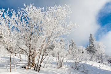 Wall Mural - Lao Rik soft rime landscape, northwest of Zhenbong Mountain, at the junction of Helong city and Antu County, Yanbian Korean Autonomous Prefecture, Jilin Province, China