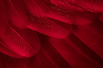 Wall Mural - red feather pigeon macro photo. texture or background