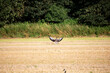 Wildgänse und Wildenten auf einem Acker in der Samtgemeinde Lathen, Landkreis Emsland, Niedersachsen Deutschland, auf Nahrungssuche im Juli 2023
