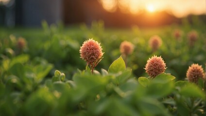 Wall Mural - a field of flowers with the sun setting in the background
