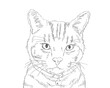 American shorthair cat portrait drawing