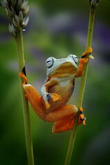 Wall Mural - frog on a flower