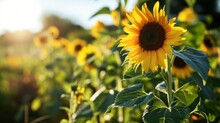 Close-up Of Sunflower Growing Outdoors During Sunny Day